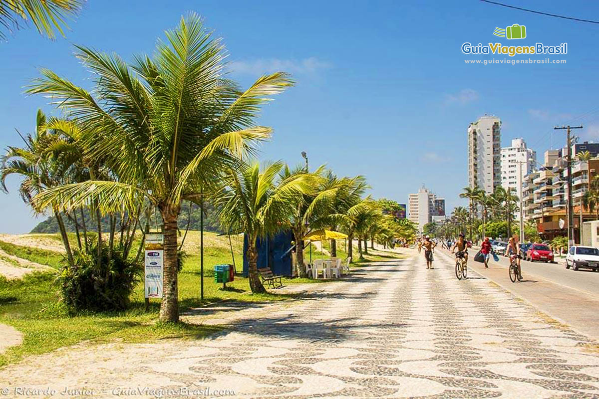 Imagem de lindos coqueiros enfeitando a orla da Praia Brava, em Caiobá, Santa Catarina, Brasil.