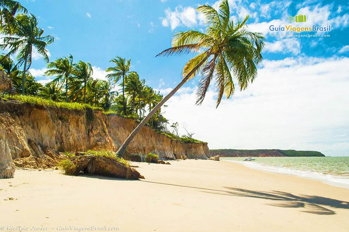 Imagem de coqueiros e linda vegetação na Praia Carro Quebrado. 