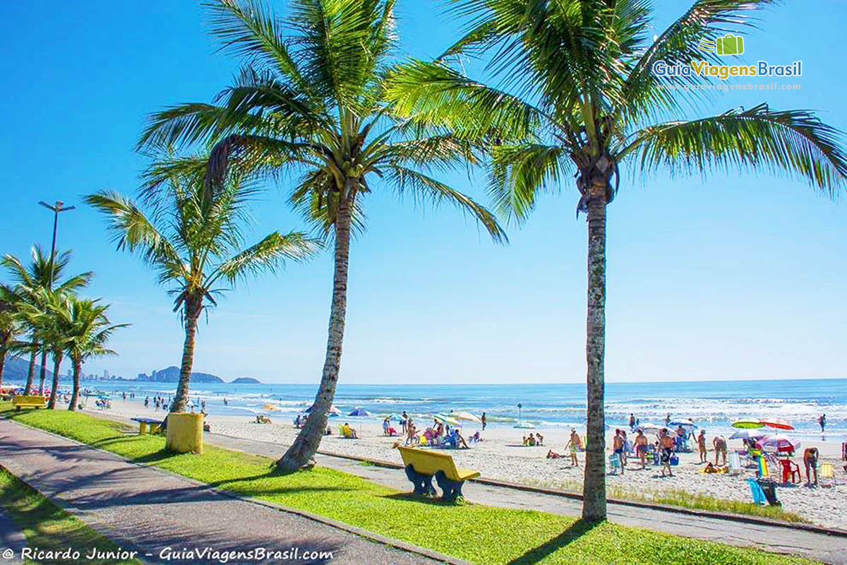 Imagem de belos coqueiros lado a lado na orla da Praia de Central de Guaratuba,  em Santa Catarina, Brasil.