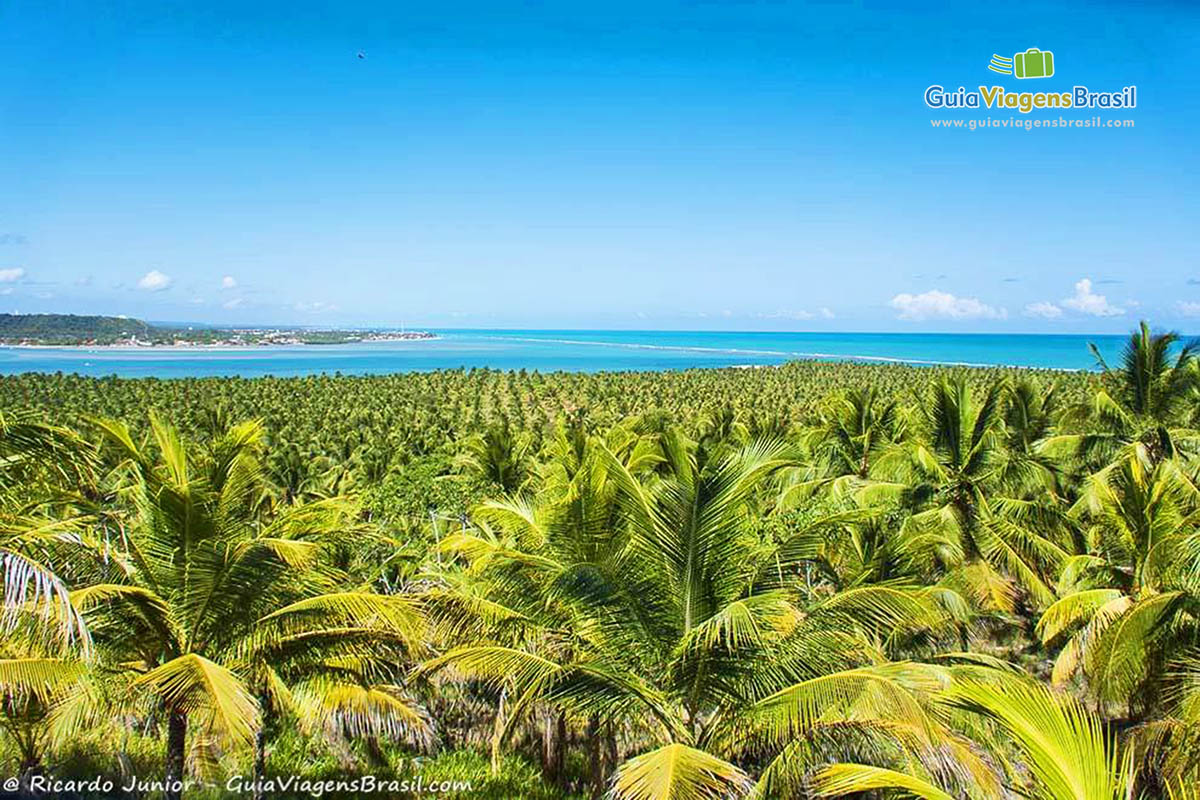 Imagem vista aérea dos coqueiros e do mar na Barra São Miguel, em Alagoas, Brasil 