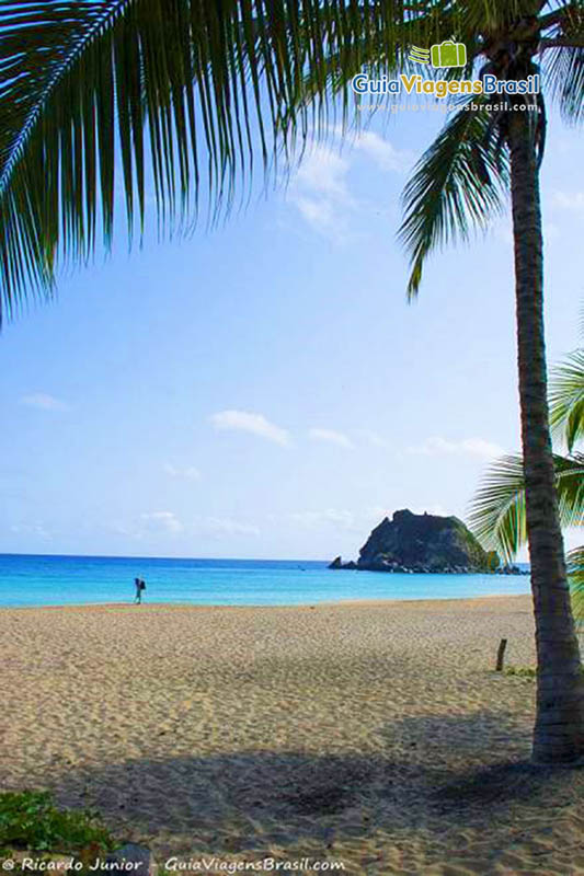 Imagem coqueiro fazendo uma bela sombra na Praia da Conceição, em Fernando de Noronha, Pernambuco, Brasil.