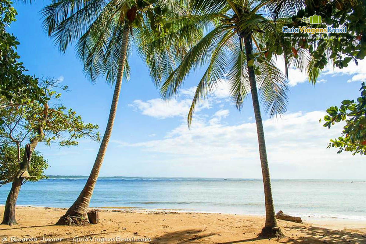 Imagem de coqueiros a ao fundo a Praia de Itacaré.