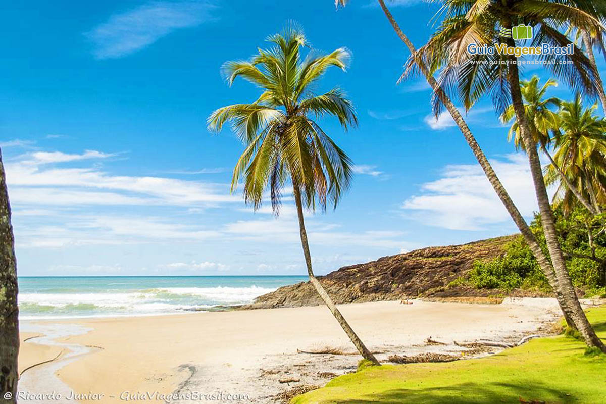 Imagem de coqueiros compondo a paisagem na Praia da Costa.