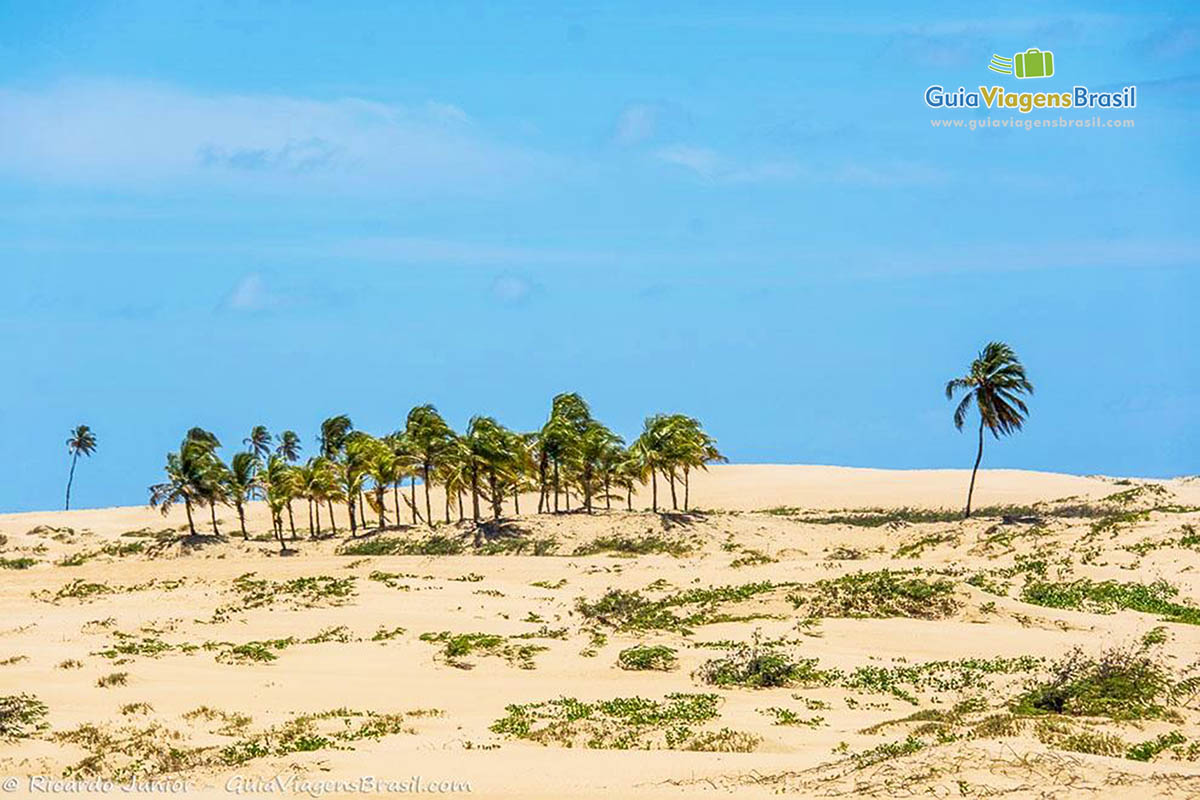 Imagem das dunas com coqueiros e um pouco de vegetação de Foz Rio São Francisco, em Alagoas, Brasil.