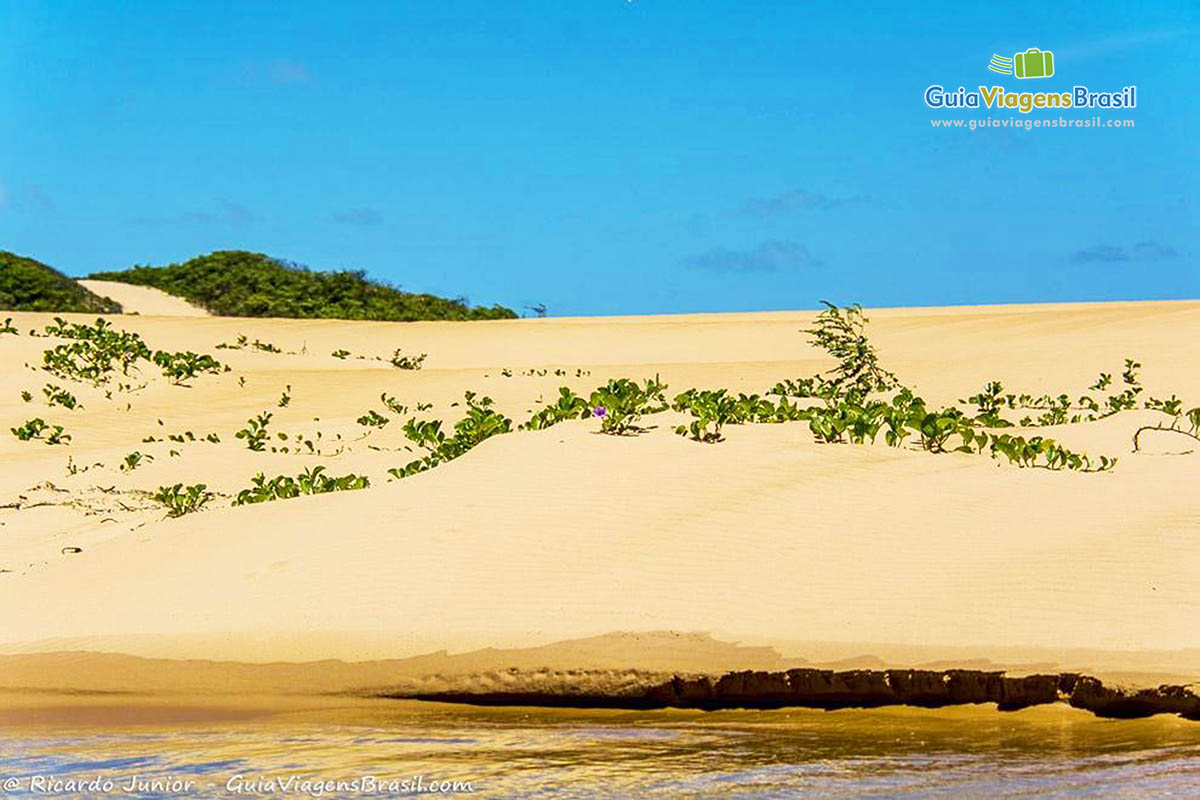 Imagem da piscina cristalina e atrás a areia clara com vegetação peculiar, Foz Rio São Francisco, em Alagoas, Brasil.