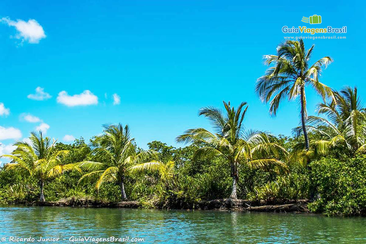 Imagem de coqueiros e a vegetação nativa da margem do rio de Foz Rio São Francisco, em Alagoas, Brasil. 