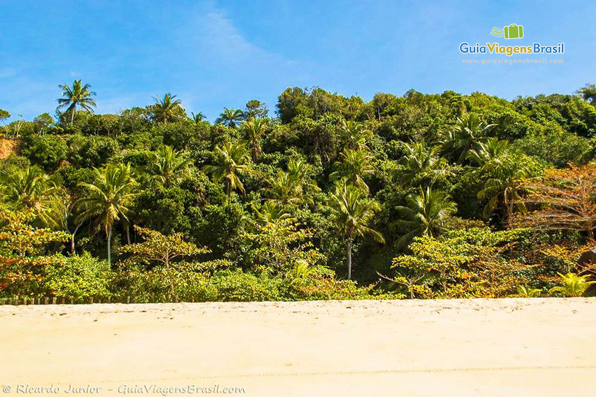 Imagem da bela vegetação na Praia da Pitinga.