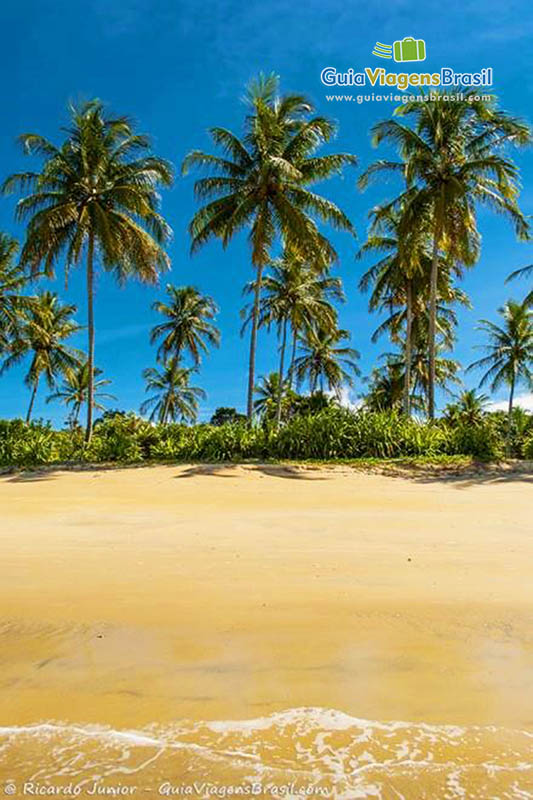 Imagem de coqueiros na costa da praia. 