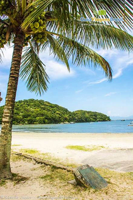 Imagem de coqueiro na Praia da Prainha, na Ilha do Mel, Paraná, Brasil.