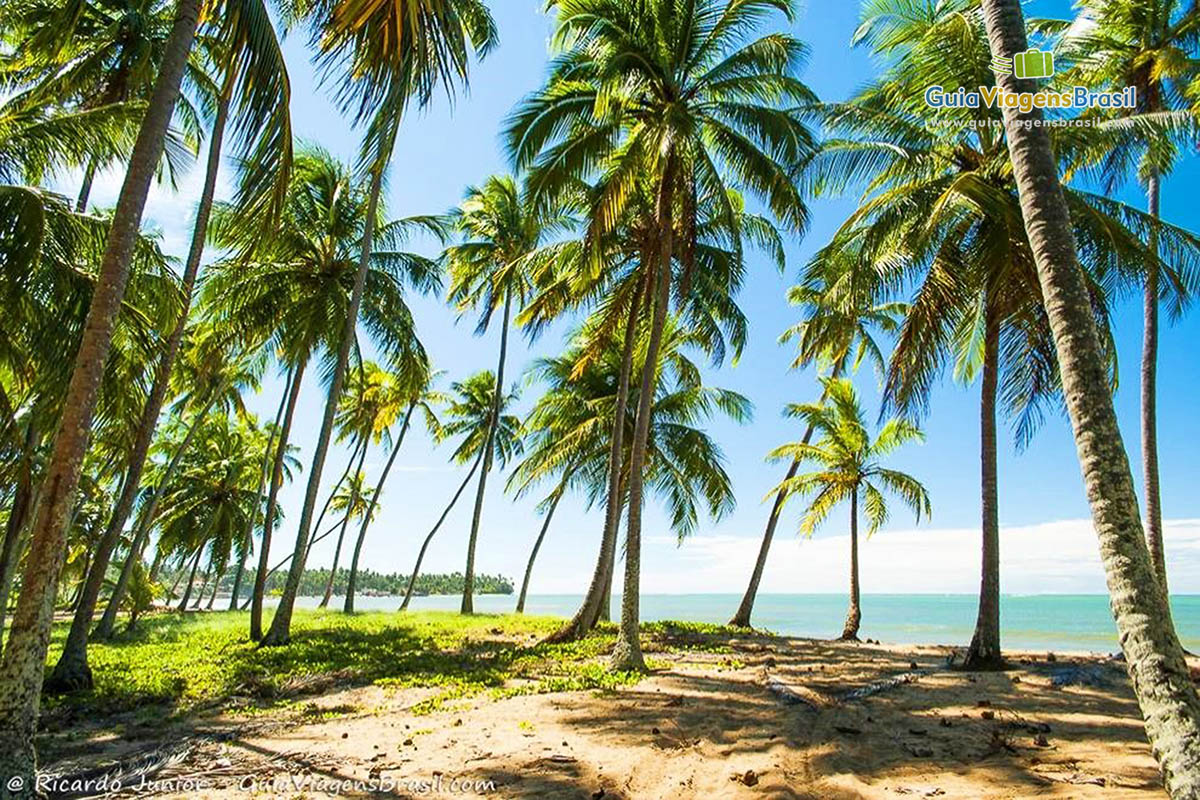Imagem da Praia de Barreiras do Boqueirão e repleto de coqueiros nas areias.
