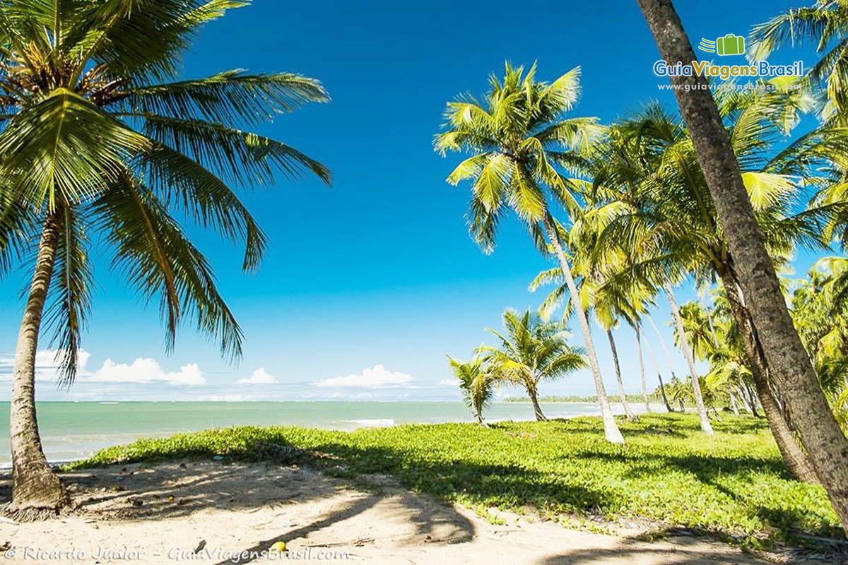 Imagem de alguns coqueiros e ao fundo o magnífico mar da Praia de Barreiras de Boqueirão.