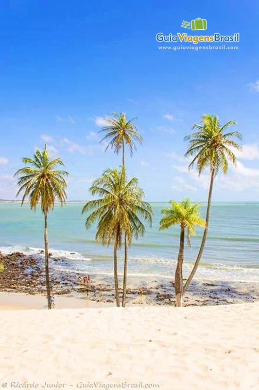 Imagem dos coqueiros da praia e ao fundo as águas transparentes de Genipabu.