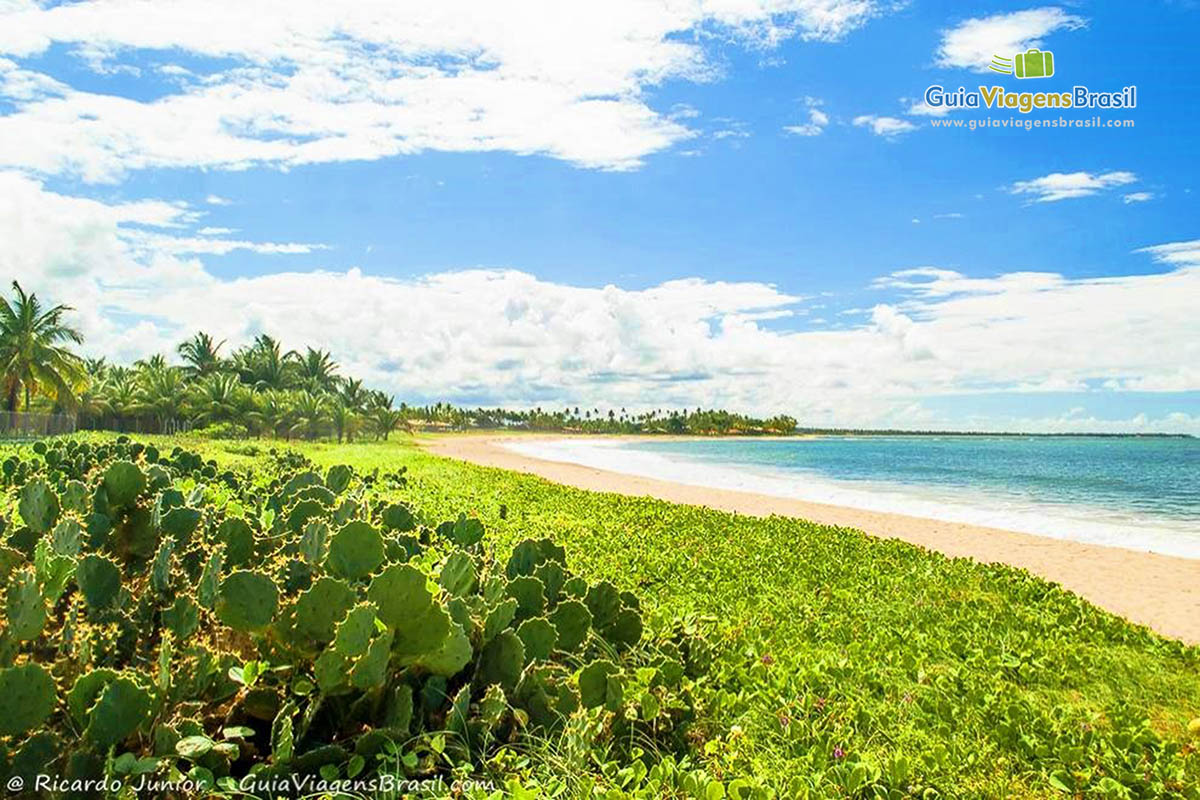 Imagem da vegetação local compondo a bela paisagem da praia.
