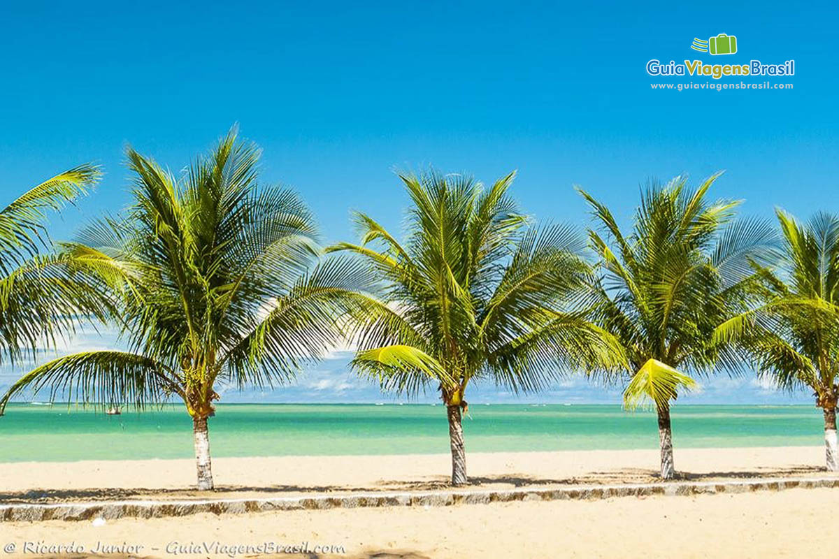 Imagem de coqueiros lado a lado nas areias da praia e com um tom de verde e azul o mar, indescritível.