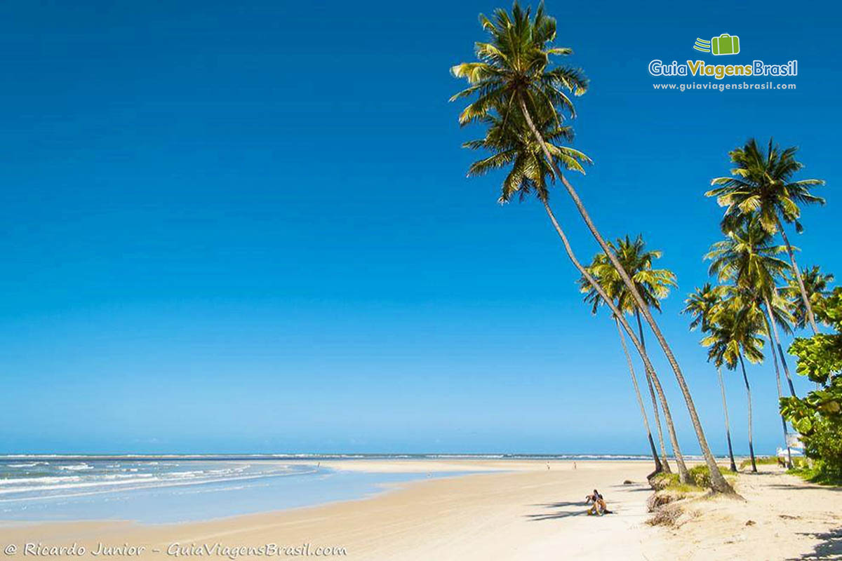 Imagem de turistas sentados na sombra do enorme coqueiro, na Praia de Maracaípe.