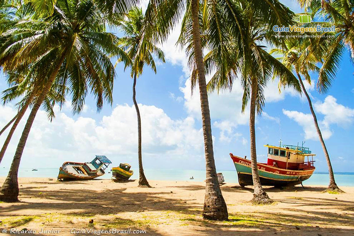 Imagem de coqueiros e barcos de pescadores na areia da Praia de Maragogi.