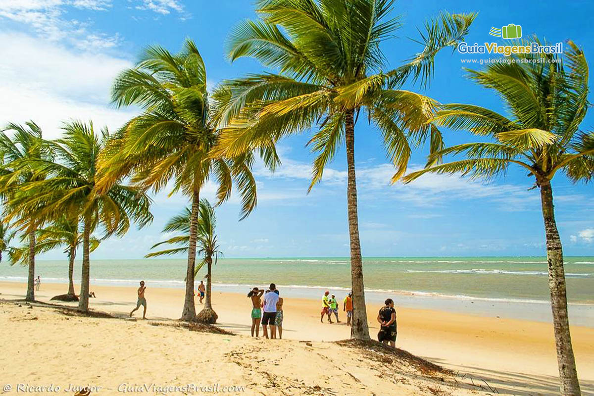 Imagem de enormes coqueiros na Praia de Mundaí, em Porto Seguro.