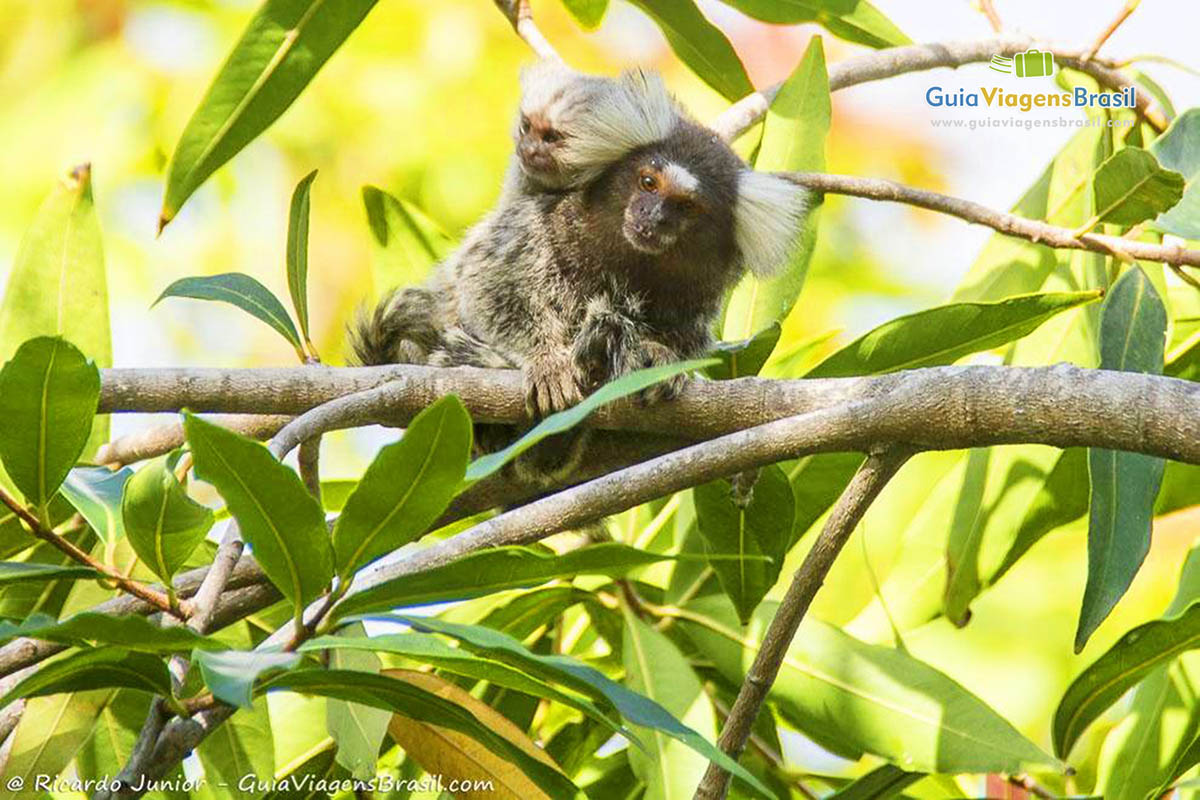 Imagem de um macaquinho na Praia de Pipa.