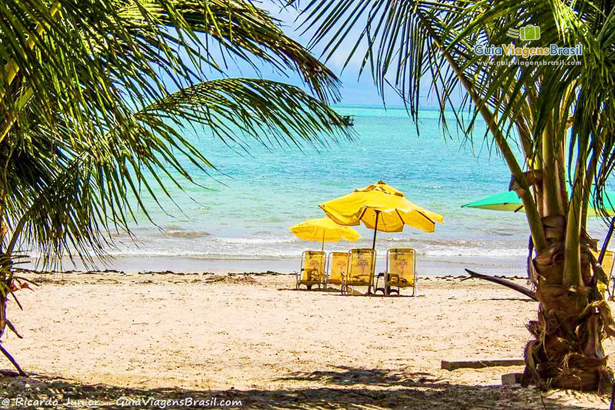 Imagem de guarda sol entre duas palmeiras na Praia de Ponta Verde, Alagoas, Brasil.