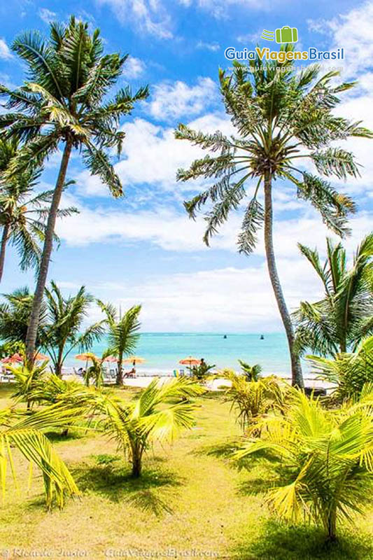 Imagem da vegetação em tons de verde e coqueiros, dando plena harmonia a paisagem na Praia de Ponta Verde, em Maceió, Alagoas, Brasil.