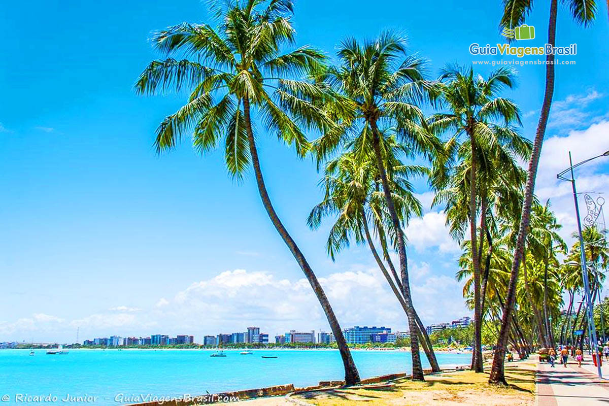 Imagem de coqueiros, sol, água, na Praia de Verde em Maceió, Alagoas, Brasil.