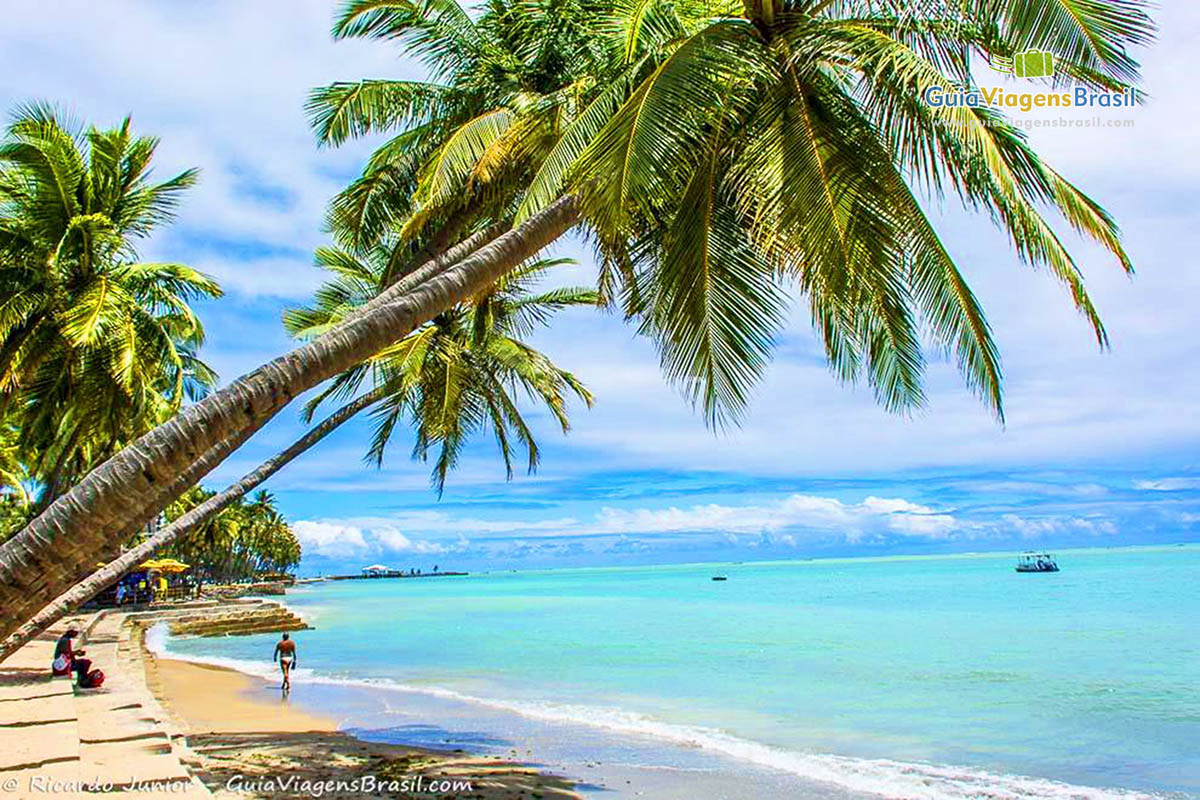 Imagem do coqueiro e de sua sombra na areia da praia e ao fundo o mar de águas límpidas, em Maceió, Alagoas, Brasil.