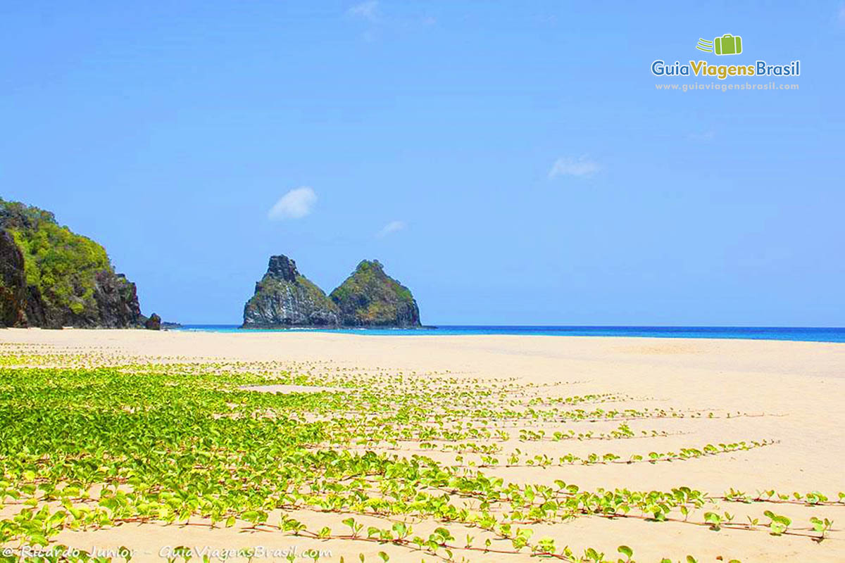 Imagem da vegetação na areia e mais ao fundo o mar, na Praia do Bode, em Fernando de Noronha, Pernambuco, Brasil.