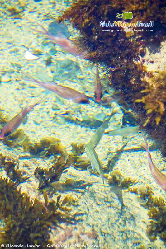 Imagem de peixes coloridos nas águas límpidas da Praia do Cachorro.