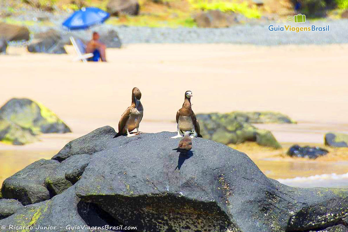 Imagem de pássaros nas pedras tomando um sol, na Praia do Cachorro, em Fernando de Noronha, Pernambuco, Brasil.
