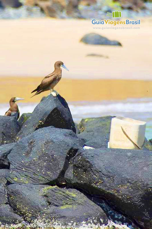 Imagem de dois pássaros parados nas pedras da Praia do Cachorro, em Fernando de Noronha, Pernambuco, Brasil.