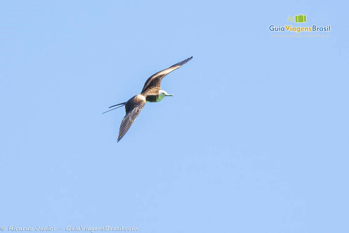 Imagem de um pássaro voando, na Praia do Cachorro, em Fernando de Noronha, Pernambuco, Brasil.