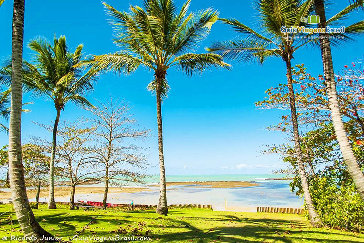 Imagem de coqueiros na Praia do Espelho.