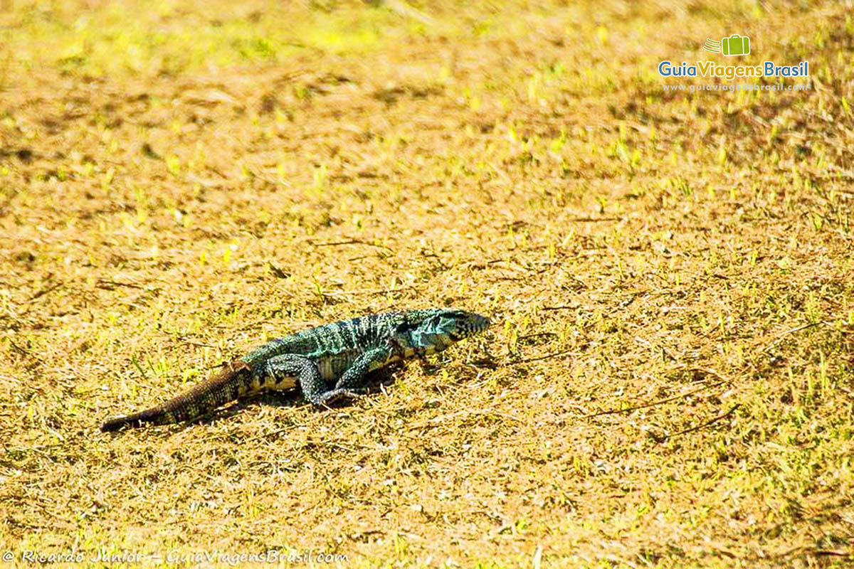 Imagem de um lagarto na grama, na Praia do Farol, na Ilha do Mel, Paraná, Brasil.