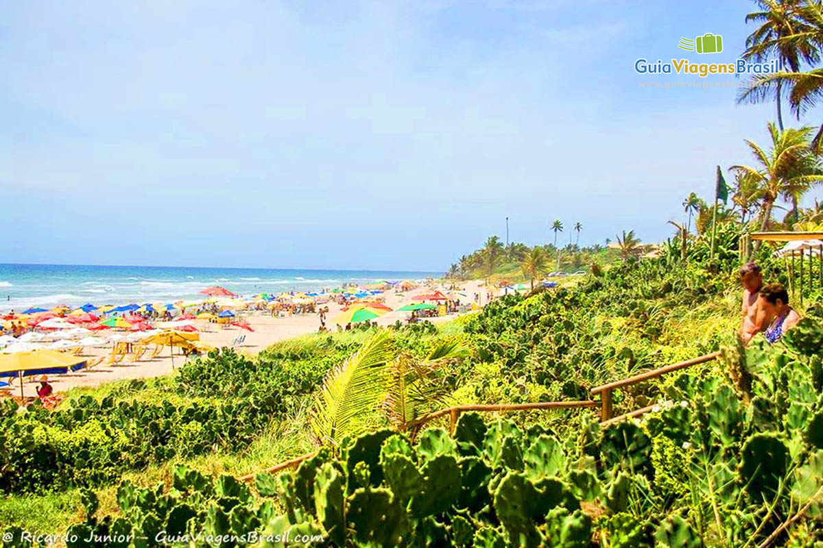 Imagem da vegetação local e ao fundo a praia.