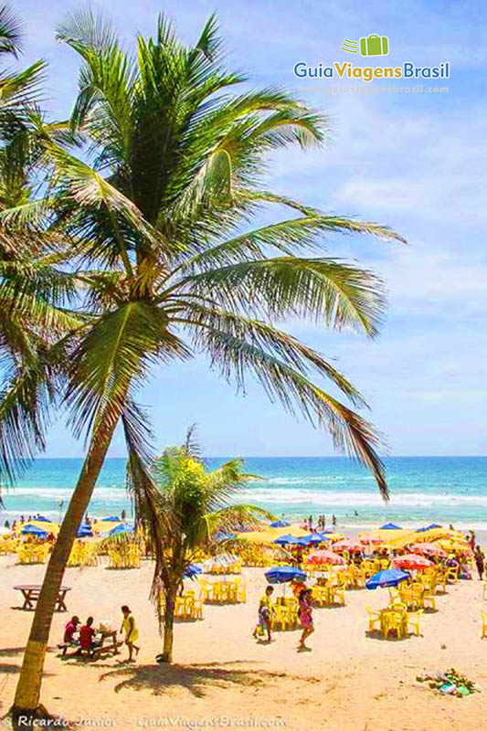 Imagem de coqueiro na Praia do Flamengo, em Salvador.