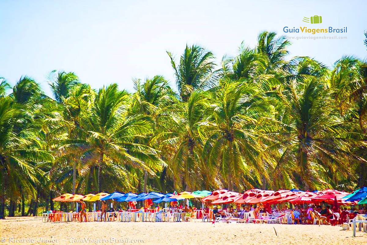 Imagem da areia com cadeiras e guarda sol disposto lado a lado e ao fundo os belos coqueiros da Praia do Gunga, em Maceió, Alagoas, Brasil.