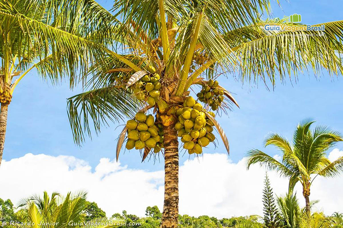 Imagem aproximada de um coqueiro na Praia do Parracho.