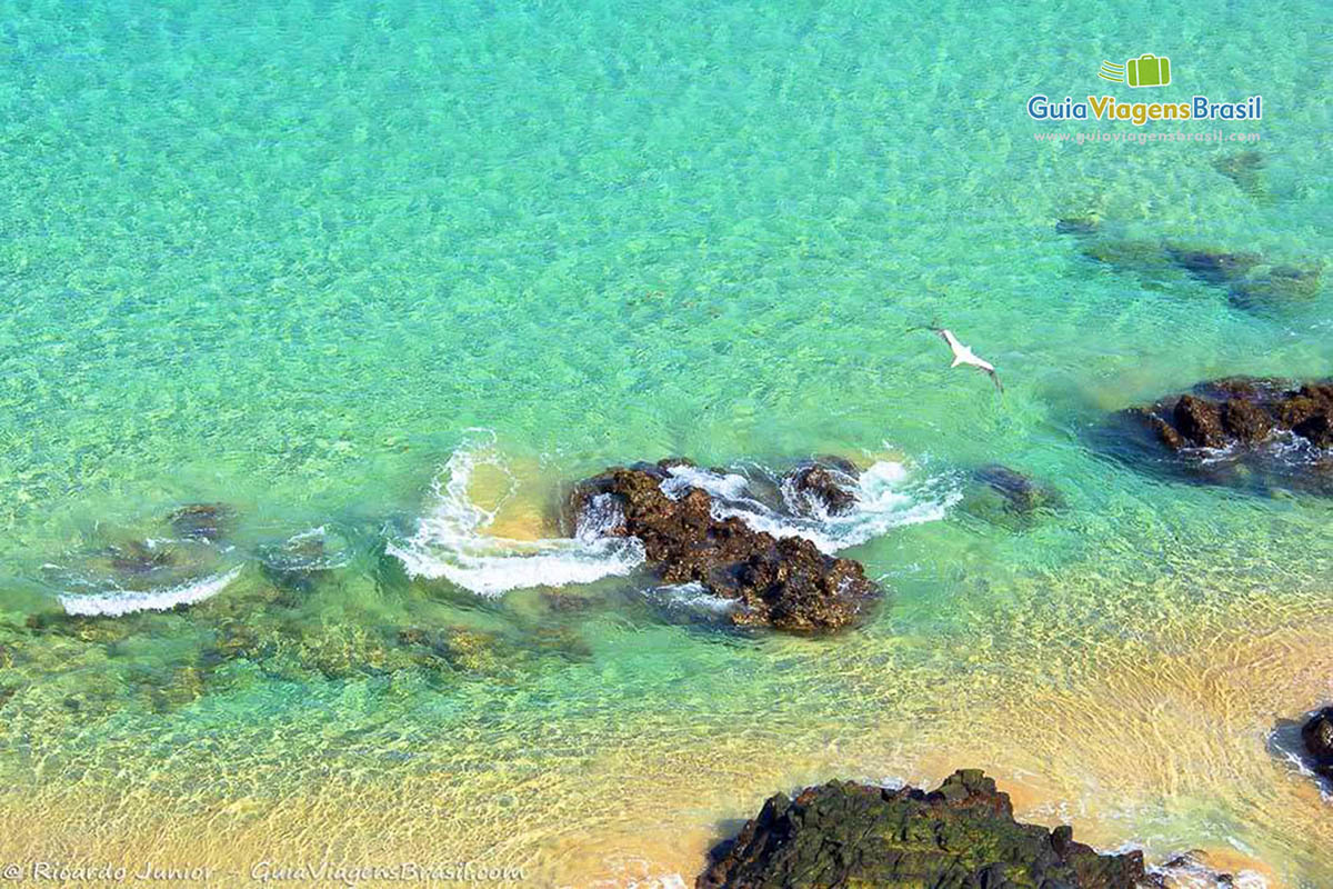 Imagem de um pássaro branco sobrevoando as águas da Praia do Sancho, em Fernando  de Noronha, Pernambuco, Brasil. 