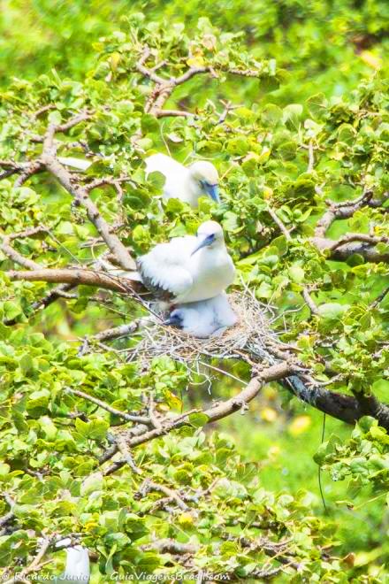 Imagem de casal de pássaros cuidando de seu filhote no ninho, na Praia do Sancho, em Fernando de Noronha, Pernambuco, Brasil.