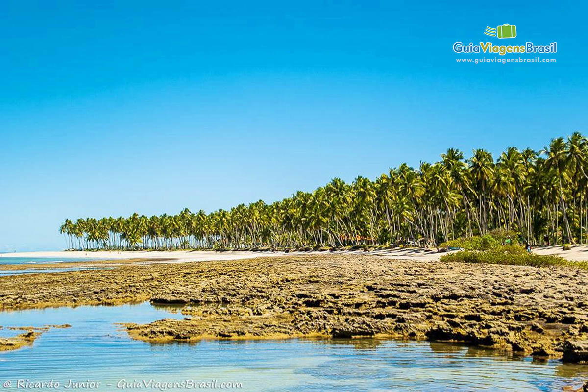 Imagem da praia e piscina natural da Praia dos Carneiros e os belos e imponentes coqueiros.