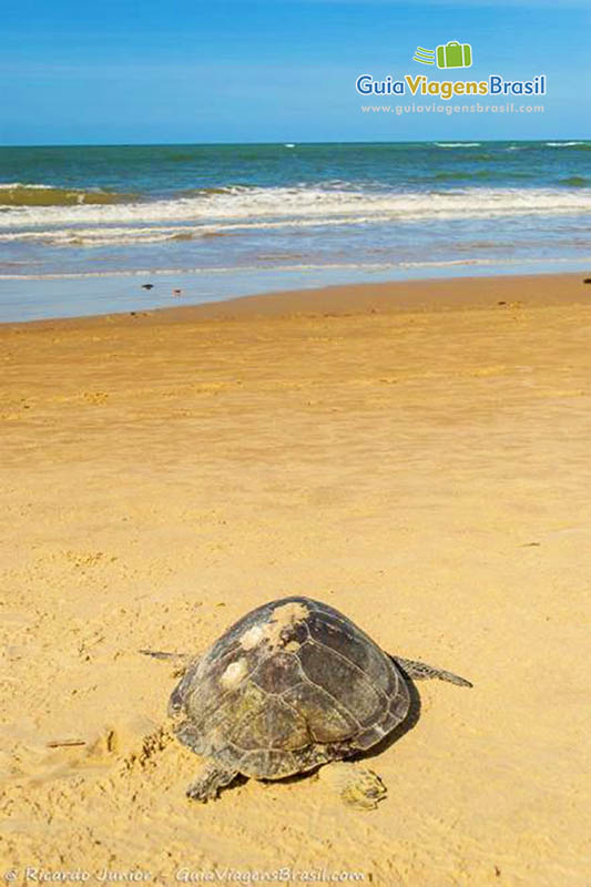 Imagem de uma linda tartaruga nas areias da praia.