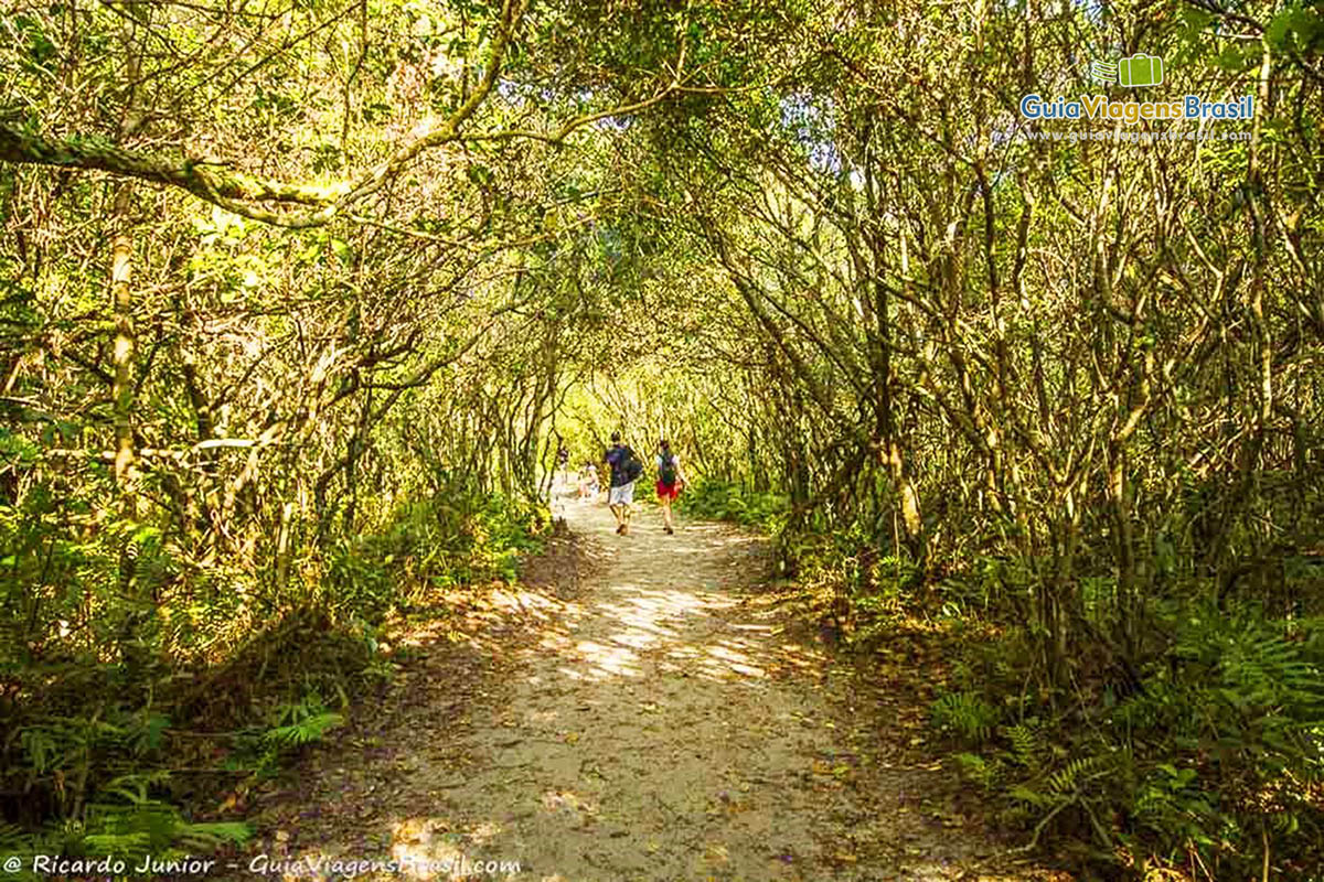 Imagem de um túnel formado pelos galhos das árvores, na Praia Grande, na Ilha do Mel, Paraná, Brasil.