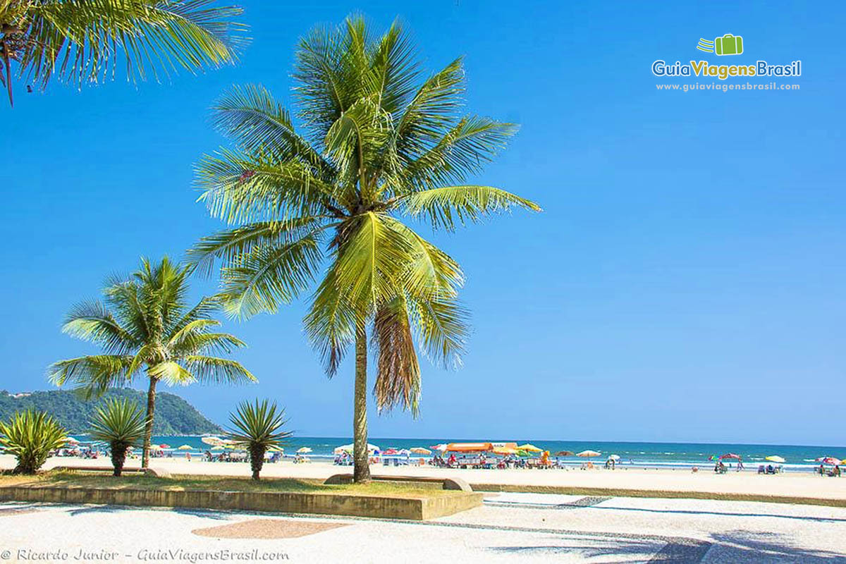 Imagem de coqueiros de vários tamanhos na areia da Praia Grande.