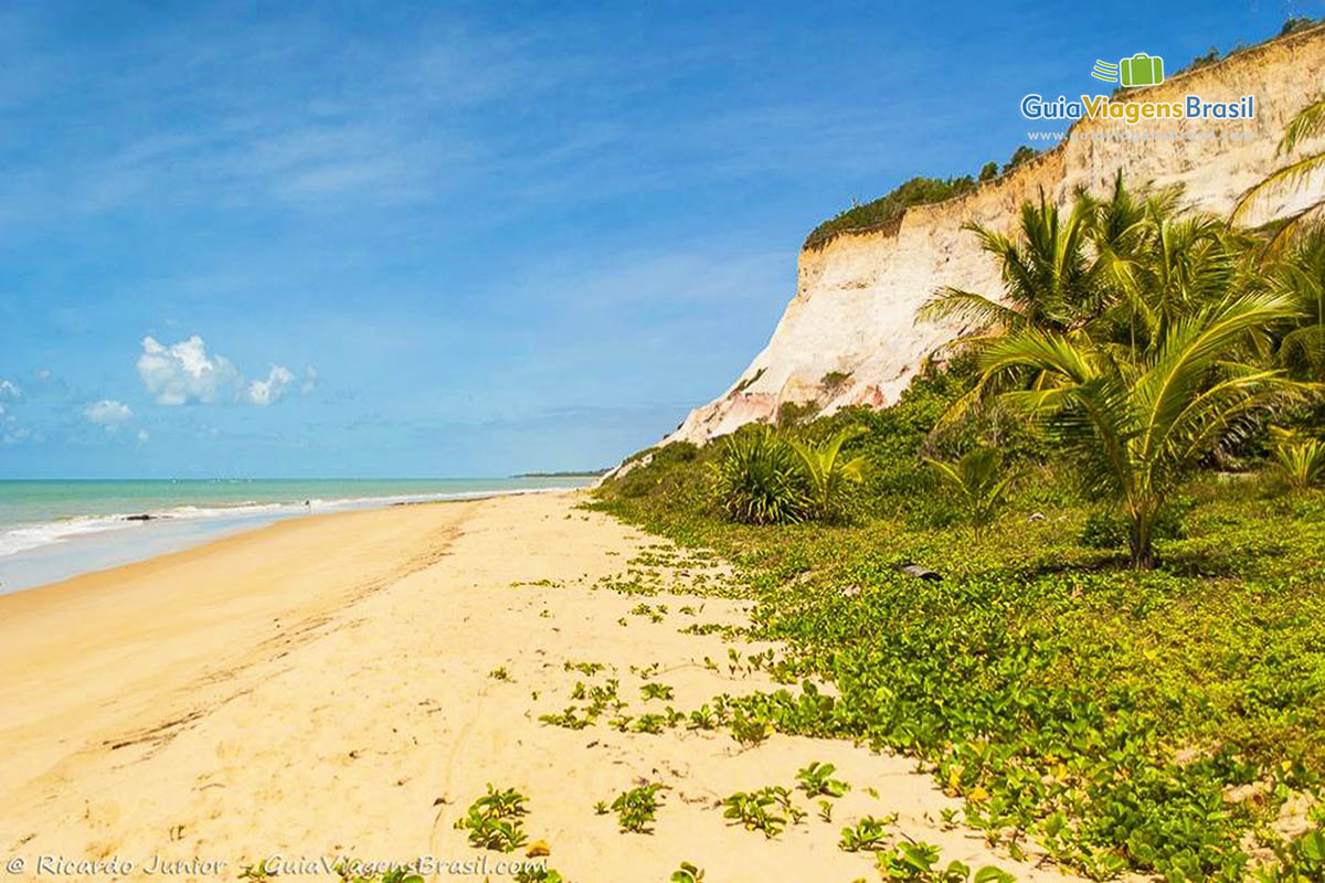 Imagem de uma linda vegetação na praia, compondo uma bela paisagem.