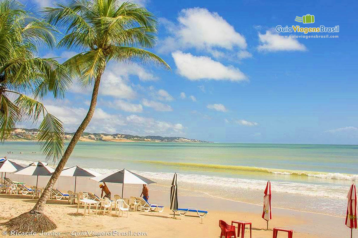 Imagem de coqueiros e embaixo guarda sol com cadeiras e ao fundo a praia.