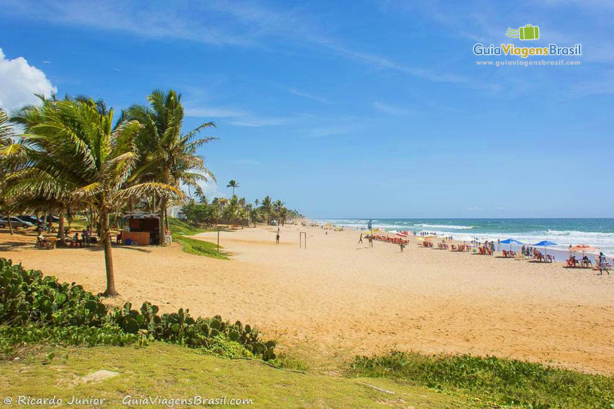 Imagem de coqueiro a vegetação rasteira na Praia Stella Maris.