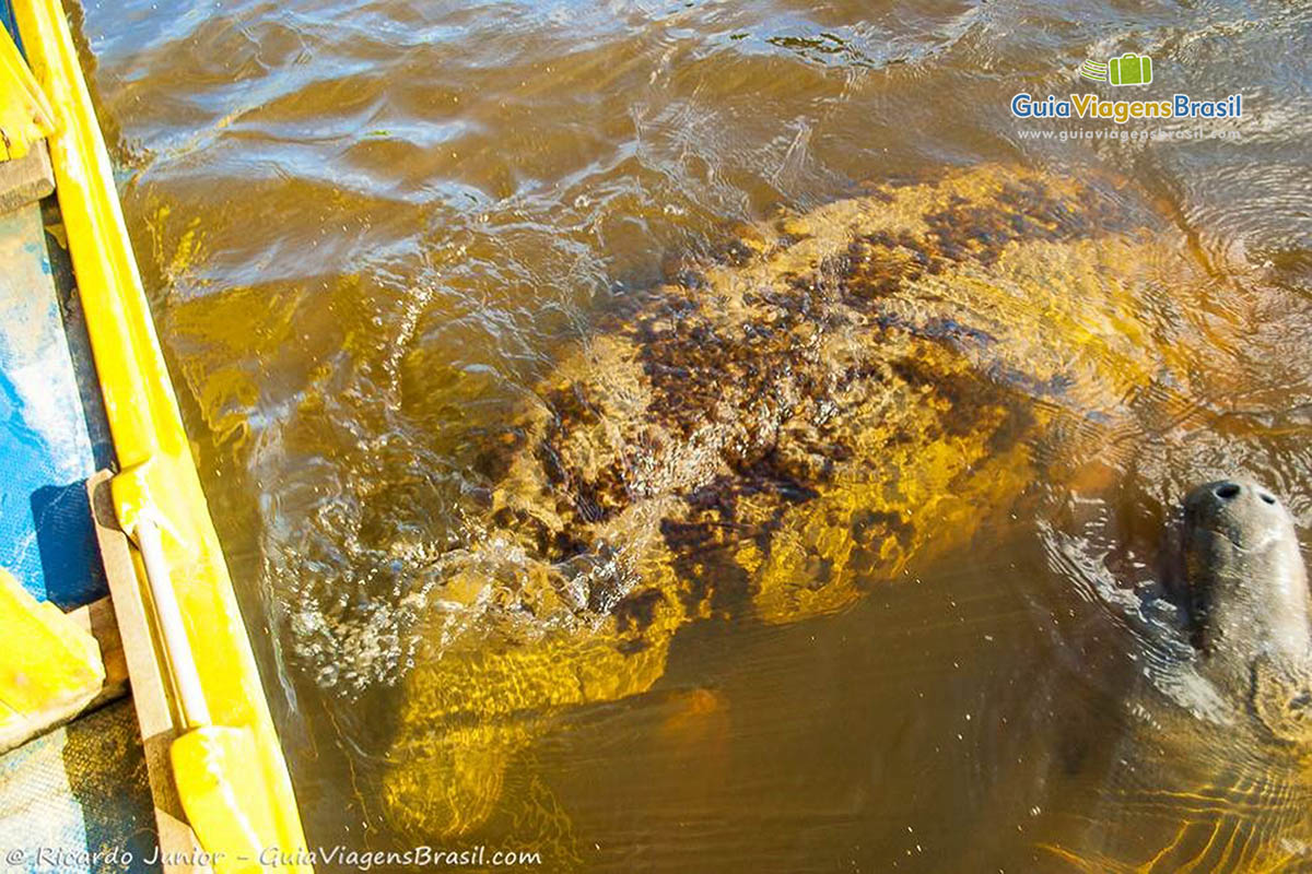 Imagem do Peixe-Boi próximo ao barco, em Porto de Pedras, Alagoas.