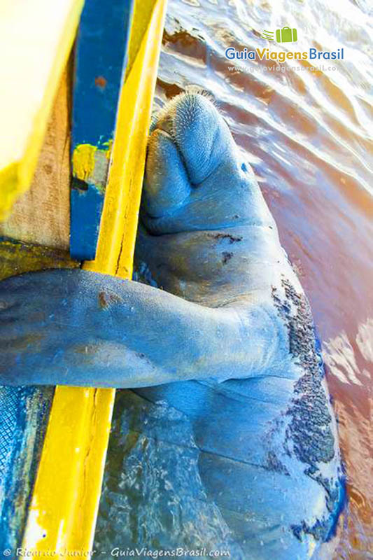 Imagem do Peixe-Boi abraçando o barco dos pescadores, em porto de Pedras, Alagoas.