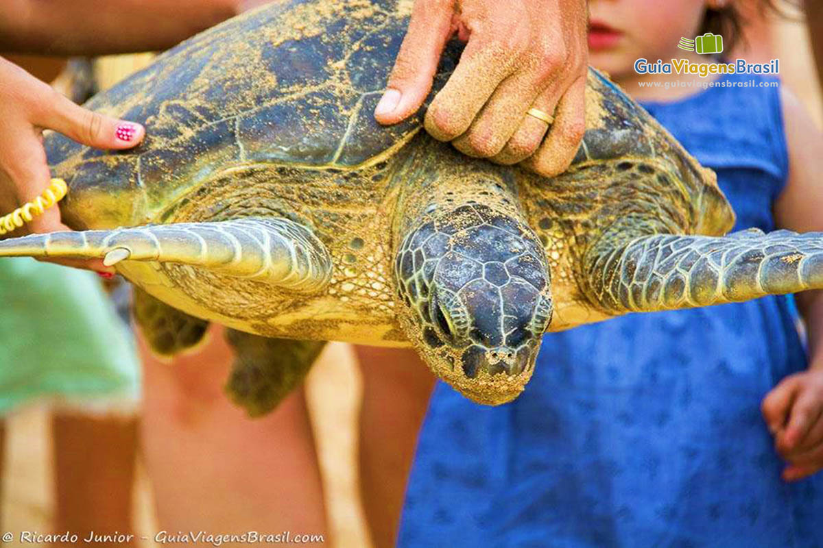 Imagem de uma tartaruga marinha adulta, em Fernando de Noronha, Pernambuco, Brasil.