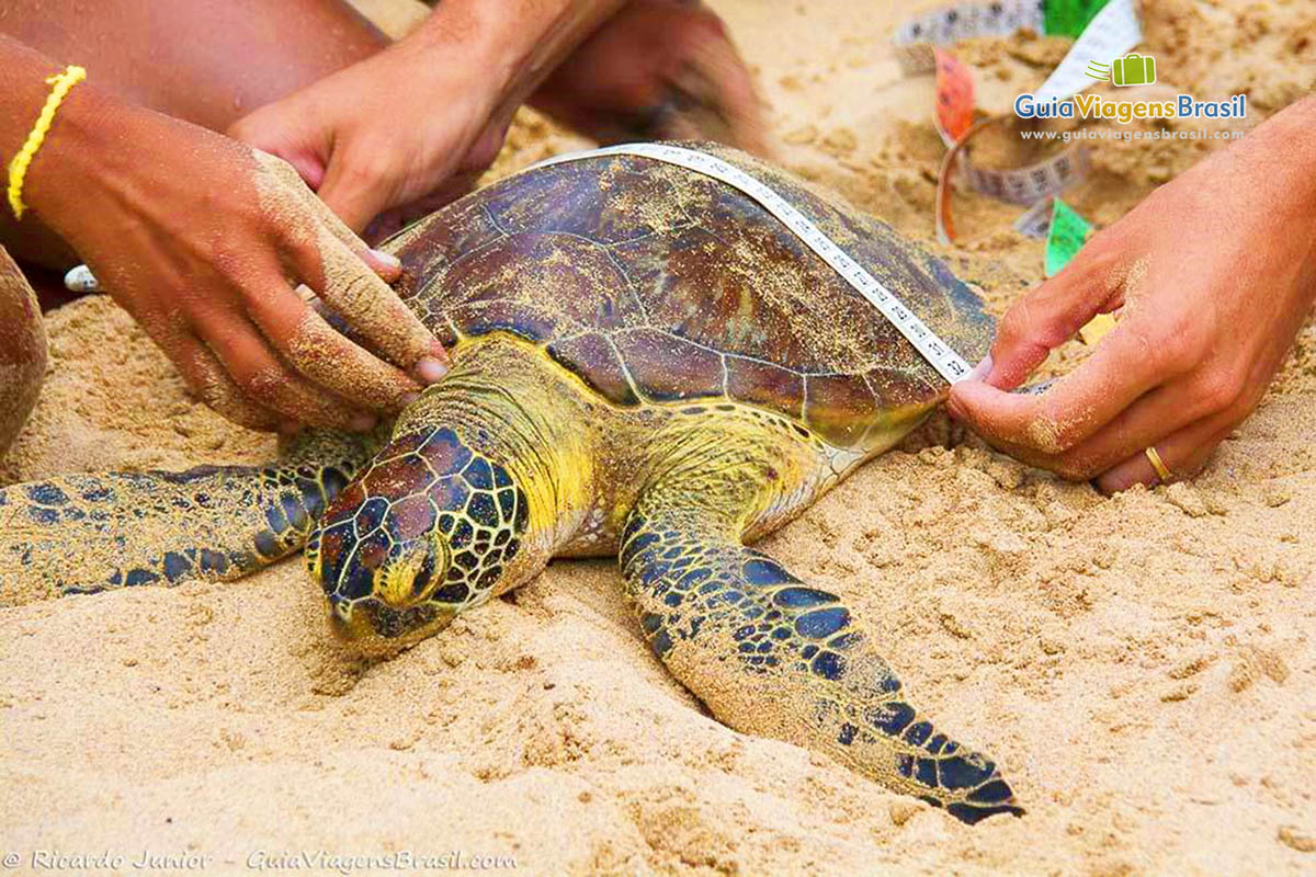 Imagem de biólogos medindo uma tartaruga marinha, em Fernando de Noronha, Pernambuco, Brasil.